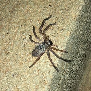 Tarantula Zimbabwe