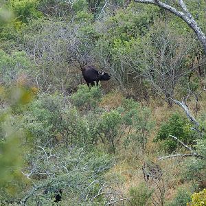 Cape Buffalo Zimbabwe