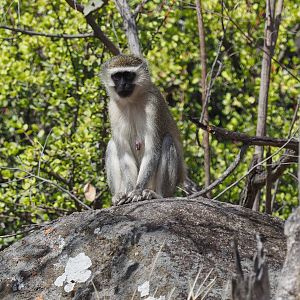 Vervet Monkey Zimbabwe