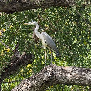 Heron Zimbabwe