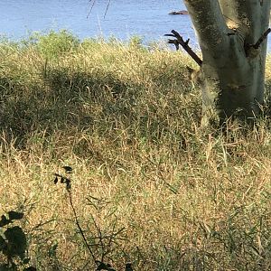 Hippo Hunting South Africa