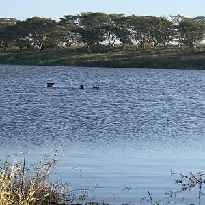 Hippos in the river South Africa