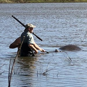 Media 'Recovering Hippo from Water' in category 'Nature & Wildlife Africa'