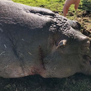 Hippo Hunting in South Africa