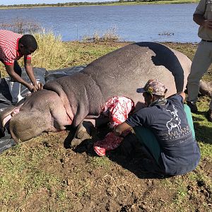 Skinning of Hippo South Africa