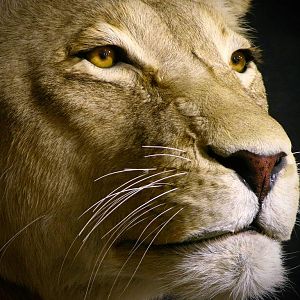 Life Size Lioness Full Mount Taxidermy