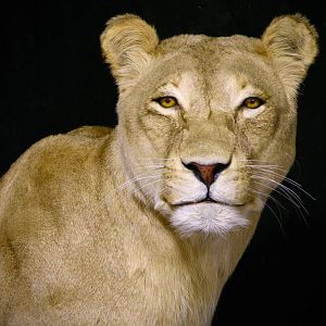 Life Size Lioness Full Mount Taxidermy