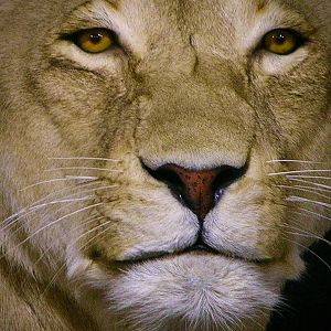 Life Size Lioness Full Mount Taxidermy