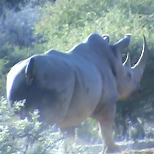 White Rhino South Africa