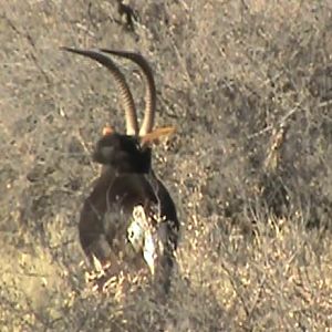 Sable Antelope South Africa