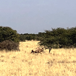 Blue Wildebeest South Africa