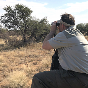 Glassing Springbok