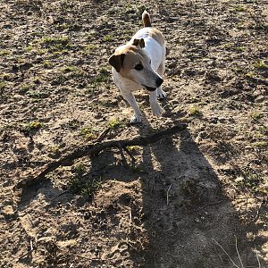 Bullet the Jack Russel