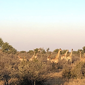 Giraffes South Africa