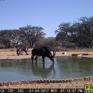 Sable Antelope Trail Cam Pictures South Africa