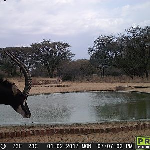 Trail Cam Pictures of Sable Antelope in South Africa