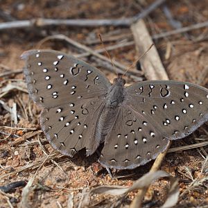 Butterfly Zimbabwe