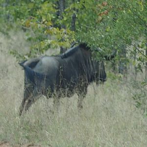 Blue Wildebeest Zimbabwe