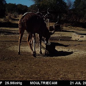 Kudu Trail Cam Pictures South Africa