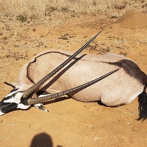 Hunting 37" Inch Gemsbok South Africa