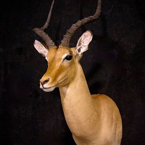 Impala Shoulder Mount Taxidermy