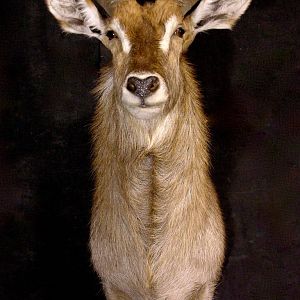 Waterbuck Shoulder Mount Taxidermy