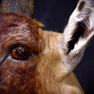 Blesbok Shoulder Mount Taxidermy Close Up