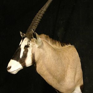 Gemsbok Shoulder Mount Taxidermy