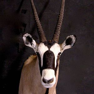 Gemsbok Shoulder Mount Taxidermy