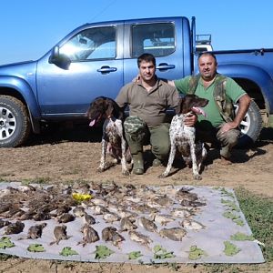 quails hunt