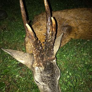 Biggest roe buck in 2018