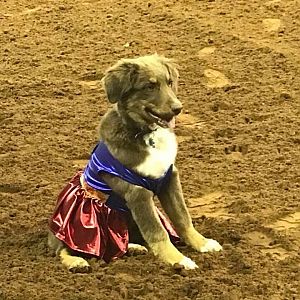 Sydney’s pup won the costume contest as wonderwomen