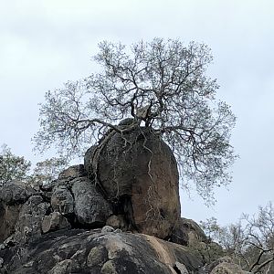 Tree living on top of rock Zimbabwe