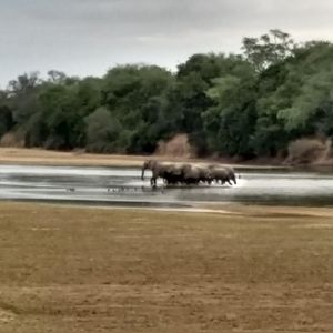 Elephants Zambia