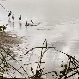 Crocodile Hunt in Zambia