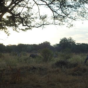 Elephant Zambia