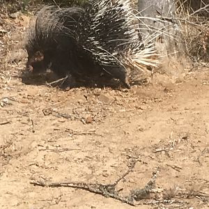 African Porcupine South Africa