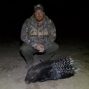 South Africa Hunting African Porcupine