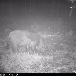 Trail Cam Pictures of Boar in Sweden