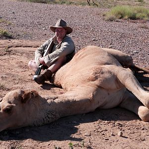 Australia Hunt Camel