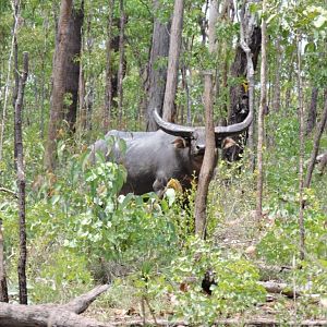 Asiatic Water Buffalo Australia