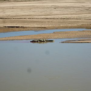 Crocodile Luanga River Zambia