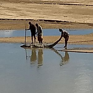 Recovering Crocodile from river Zambia