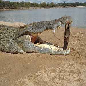 Hunting Crocodile in Zambia