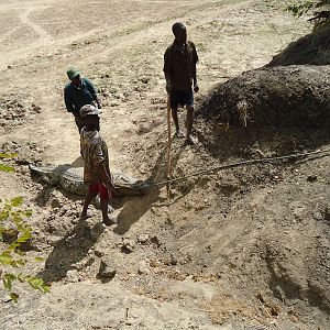 Hunt Crocodile in Zambia