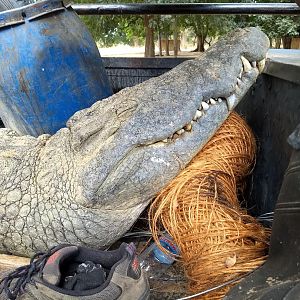 Zambia Hunt Crocodile