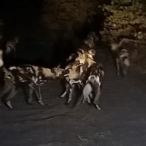 Wild Dogs Zambia