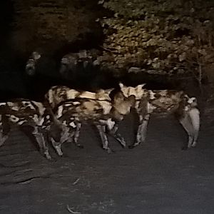 Wild Dogs Zambia