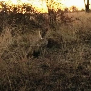 Lioness Zambia