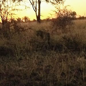 Lioness Zambia